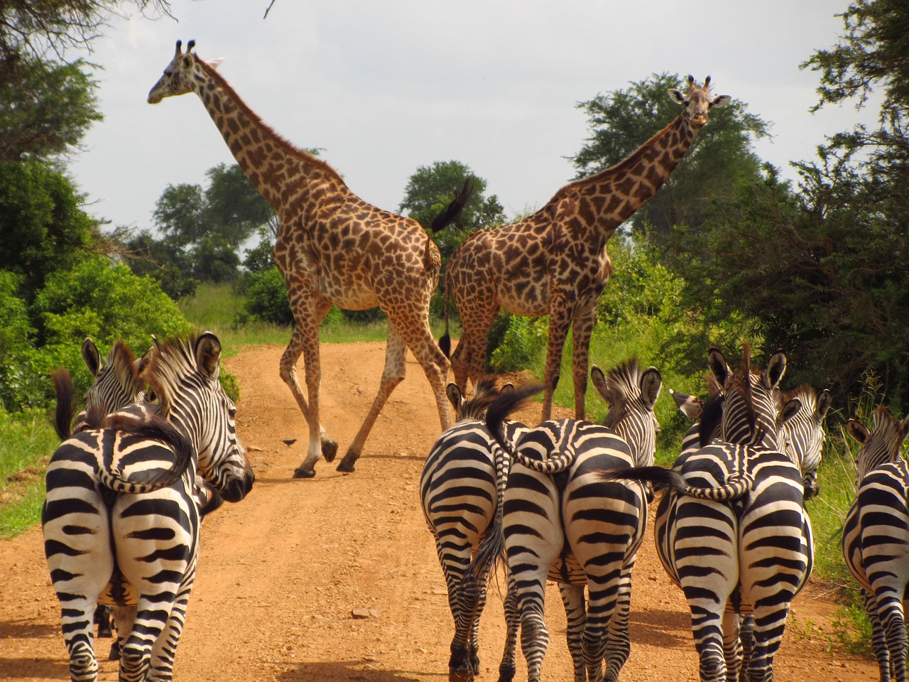 2 Days Tanzania Budget Safari